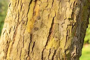 Platanus hisp. 'Alphen's Globe' STAM/120 C10