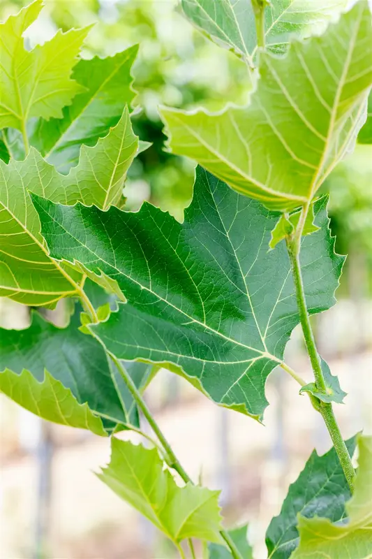 platanus hispanica (acerifolia) (60- 90cm) - afbeelding 4