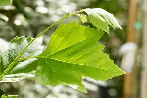 platanus hispanica (acerifolia) (60- 90cm) - afbeelding 2