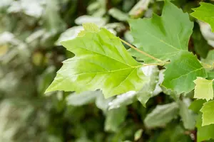 platanus hispanica (acerifolia) (60- 90cm) - afbeelding 3