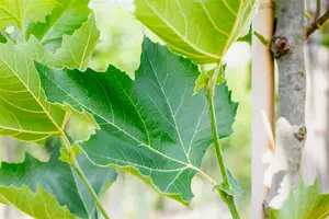 platanus hispanica (acerifolia) (60- 90cm) - afbeelding 5