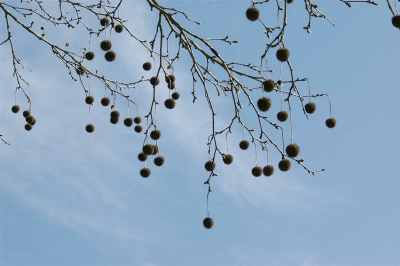 platanus hispanica (acerifolia) (60- 90cm) - afbeelding 1