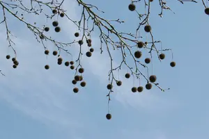 platanus hispanica (acerifolia) (60- 90cm) - afbeelding 5