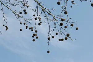 Platanus hispanica (acerifolia) 8/10 HO BW VRGL