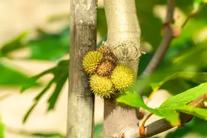 platanus orient. 'minaret' (HOcm) - afbeelding 5