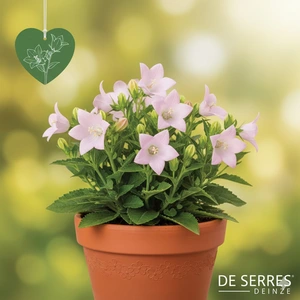 Platycodon grandiflorus 'Shell Pink' P9