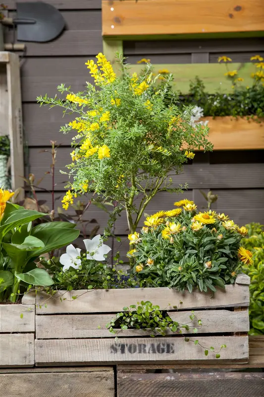 Platycodon grandiflorus 'Hakone Blue' P9 - afbeelding 4