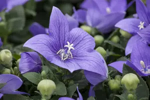 Platycodon grandiflorus 'Hakone Blue' P9 - afbeelding 2