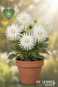 Dahlia 'Playa Blanca'