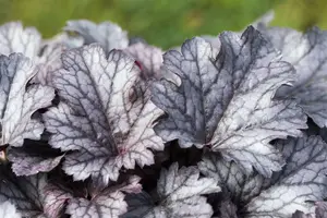 heuchera hybr. 'plum pudding'® P9