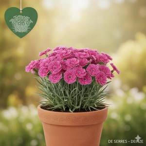 Dianthus plumarius P10.5