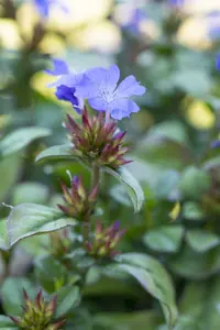 plumbaginoides - afbeelding 5