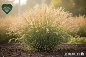 Poa labillardieri P9