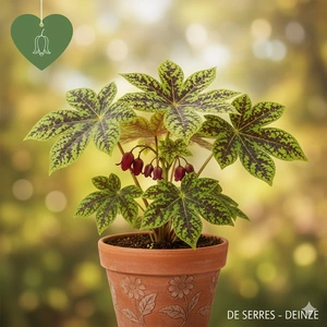 Podophyllum 'Spotty Dotty' P9