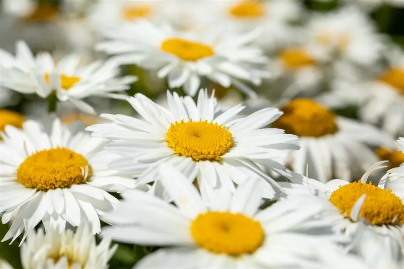 leucanthemum (m) 'polaris' P9
