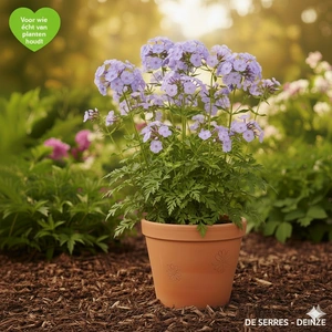 Polemonium caeruleum 'Brise d´Anjou' P9