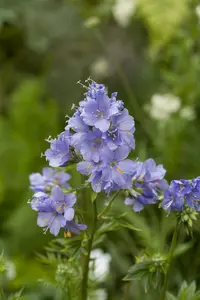 Polemonium caer. 'Heaven Scent'® P9 - afbeelding 4