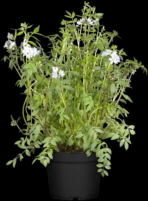 Polemonium caer. 'Heaven Scent'® P9 - afbeelding 1