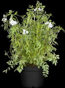 Polemonium caer. 'Heaven Scent'® P9 - afbeelding 1