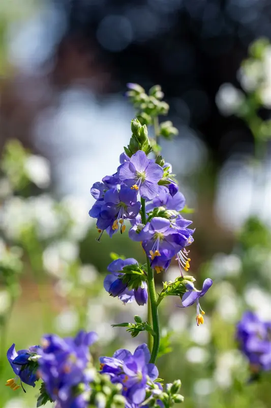 Polemonium 'Hurricane Ridge' P9 - afbeelding 2