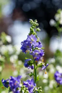 Polemonium 'Hurricane Ridge' P9 - afbeelding 2