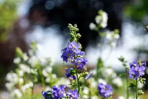 Polemonium 'Hurricane Ridge' P9 - afbeelding 1