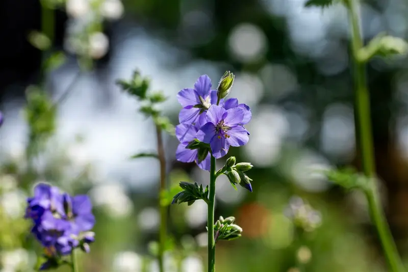 Polemonium 'Hurricane Ridge' P9 - afbeelding 4