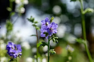 Polemonium 'Hurricane Ridge' P9 - afbeelding 4