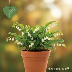 Polygonatum humile P9