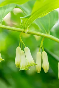 Polygonatum hybr. 'Weihenstephan' P9 - afbeelding 2