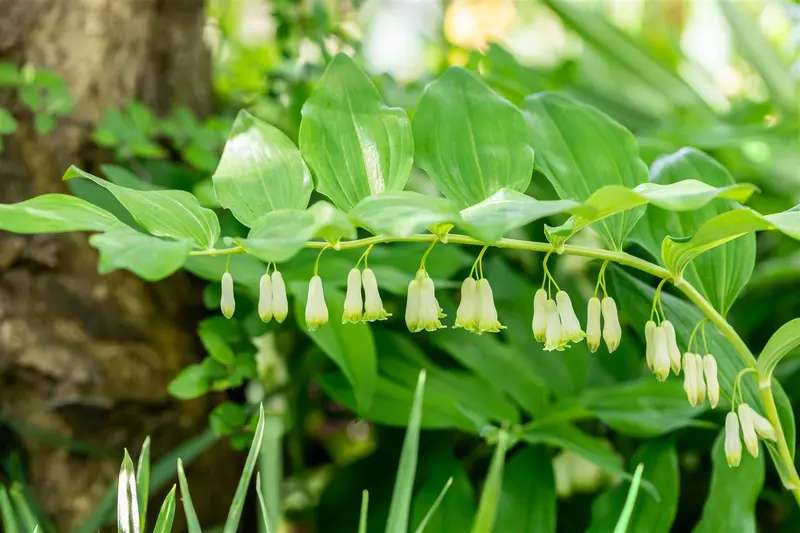 Polygonatum hybr. 'Weihenstephan' P9 - afbeelding 1