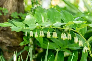 Polygonatum hybr. 'Weihenstephan' P9 - afbeelding 1
