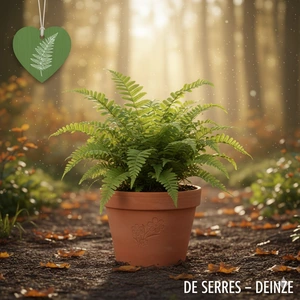 Polypodium vulgare 'Bifido Multifidum' P9