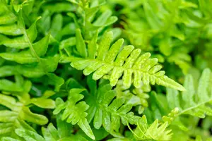 Polypodium vulgare C2 - afbeelding 3