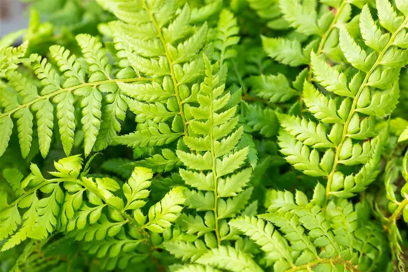 aculeatum - afbeelding 4