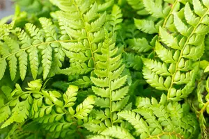 aculeatum - afbeelding 4
