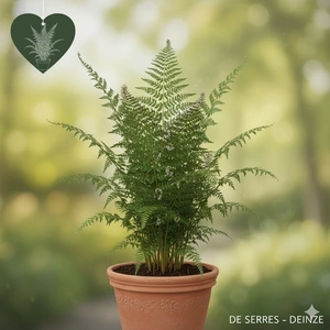 Polystichum braunii P9