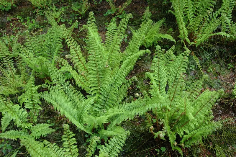 Polystichum set. 'Herrenhausen' C2 - afbeelding 2