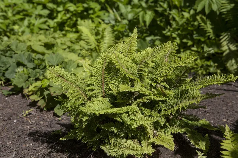 Polystichum set. 'Plumoso-densum' P9
