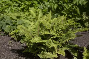 setiferum - afbeelding 3