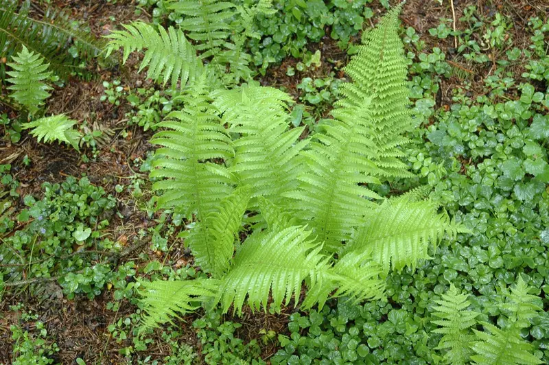 Polystichum 'Shiny Holy Fern' ('spiny holy') P9