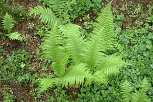 Polystichum 'Shiny Holy Fern' ('spiny holy') P9
