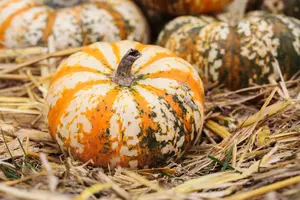 pompoen butternut - afbeelding 5