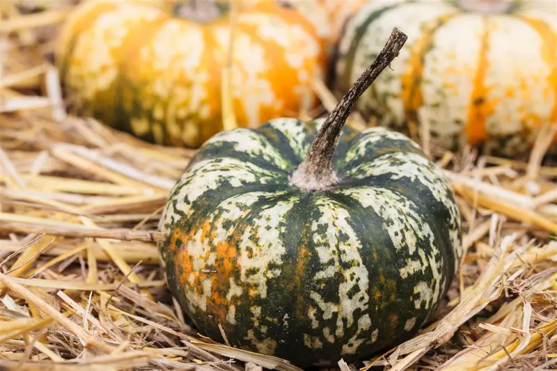 pompoen butternut - afbeelding 6