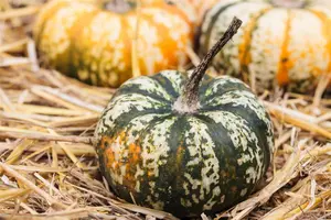 pompoen butternut - afbeelding 6