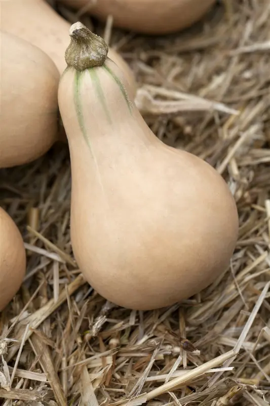 pompoen rode van etampes - afbeelding 4