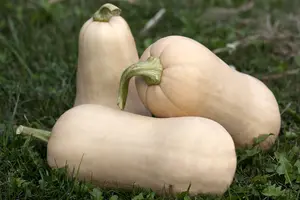 pompoen rode van etampes - afbeelding 3