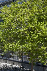 Poncirus trifoliata 60- 80   C10 - afbeelding 3