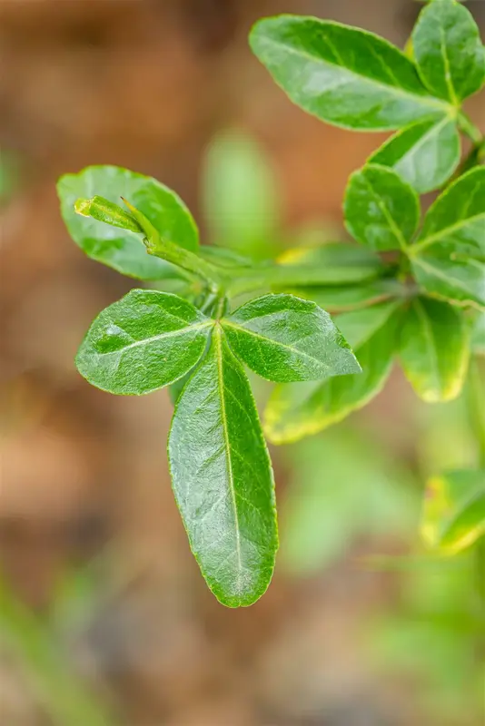 Poncirus trifoliata 60- 80   C10 - afbeelding 5