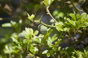 Poncirus trifoliata 60- 80   C10 - afbeelding 1